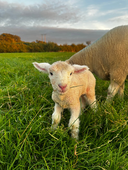 Autumn on the farm